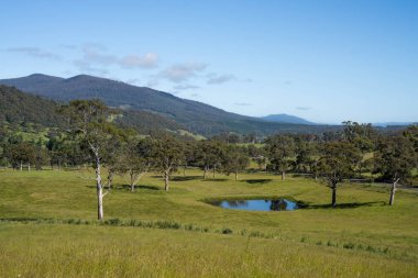 Çiklet ağacı ormanları yemyeşil çayırlarda yetişiyor. Yenilenebilir Sürdürülebilir Avustralya Tarım, Okaliptüs Ağaçlı Avustralya Manzarası Altın Çayırlık tarım arazisi