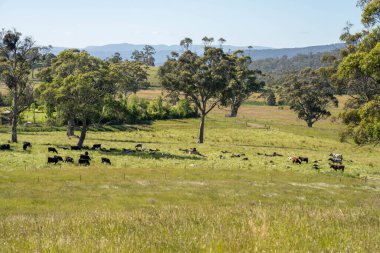 Çiklet ağacı ormanları yemyeşil çayırlarda yetişiyor. Yenilenebilir Sürdürülebilir Avustralya Tarım, Okaliptüs Ağaçlı Avustralya Manzarası Altın Çayırlık tarım arazisi