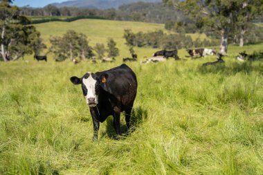 Yeşil yemyeşil çayırlarda otlayan inek sürüsü. Bir barajı, ağaçları ve otlağı olan geniş bir Avustralya Çiftliği manzarası. Kırsal Tarım ve Sürdürülebilir Arazi Yönetimi Avustralya