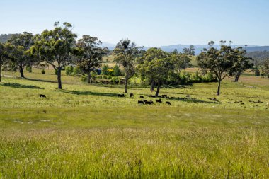 Çiklet ağacı ormanları yemyeşil çayırlarda yetişiyor. Yenilenebilir Sürdürülebilir Avustralya Tarım, Okaliptüs Ağaçlı Avustralya Manzarası Altın Çayırlık tarım arazisi
