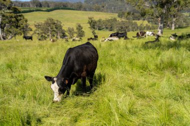 Wagyu angusu inekleri. Sağlıklı sığır sürüsü, yemyeşil otlakta otluyor. Avustralya 'da Yenilenebilir Sürdürülebilir Avustralya Tarım, Sorumlu Hayvancılık ve Doğal Çevre ilkbaharı