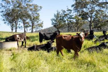 Wagyu angusu inekleri. Sağlıklı sığır sürüsü, yemyeşil otlakta otluyor. Avustralya 'da Yenilenebilir Sürdürülebilir Avustralya Tarım, Sorumlu Hayvancılık ve Doğal Çevre ilkbaharı