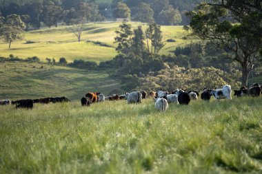 Yeşil yemyeşil çayırlarda otlayan inek sürüsü. Bir barajı, ağaçları ve otlağı olan geniş bir Avustralya Çiftliği manzarası. Kırsal Tarım ve Sürdürülebilir Arazi Yönetimi Avustralya