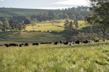 Çiklet ağacı ormanları yemyeşil çayırlarda yetişiyor. Yenilenebilir Sürdürülebilir Avustralya Tarım, Okaliptüs Ağaçlı Avustralya Manzarası Altın Çayırlık tarım arazisi