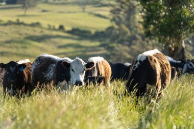 Wagyu angusu inekleri. Sağlıklı sığır sürüsü, yemyeşil otlakta otluyor. Avustralya 'da Yenilenebilir Sürdürülebilir Avustralya Tarım, Sorumlu Hayvancılık ve Doğal Çevre ilkbaharı