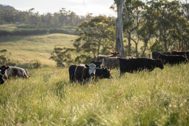 Çiklet ağacı ormanları yemyeşil çayırlarda yetişiyor. Yenilenebilir Sürdürülebilir Avustralya Tarım, Okaliptüs Ağaçlı Avustralya Manzarası Altın Çayırlık tarım arazisi