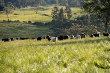 Yeşil yemyeşil çayırlarda otlayan inek sürüsü. Bir barajı, ağaçları ve otlağı olan geniş bir Avustralya Çiftliği manzarası. Kırsal Tarım ve Sürdürülebilir Arazi Yönetimi Avustralya