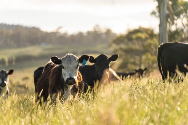 Wagyu angusu inekleri. Sağlıklı sığır sürüsü, yemyeşil otlakta otluyor. Avustralya 'da Yenilenebilir Sürdürülebilir Avustralya Tarım, Sorumlu Hayvancılık ve Doğal Çevre ilkbaharı
