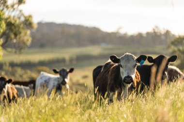 Wagyu angusu inekleri. Sağlıklı sığır sürüsü, yemyeşil otlakta otluyor. Avustralya 'da Yenilenebilir Sürdürülebilir Avustralya Tarım, Sorumlu Hayvancılık ve Doğal Çevre ilkbaharı