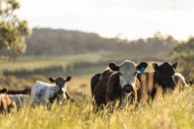 Wagyu angusu inekleri. Sağlıklı sığır sürüsü, yemyeşil otlakta otluyor. Avustralya 'da Yenilenebilir Sürdürülebilir Avustralya Tarım, Sorumlu Hayvancılık ve Doğal Çevre ilkbaharı