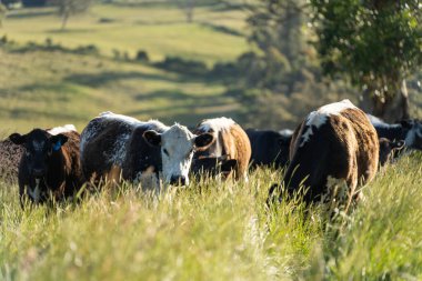 Yeşil yemyeşil çayırlarda otlayan inek sürüsü. Bir barajı, ağaçları ve otlağı olan geniş bir Avustralya Çiftliği manzarası. Kırsal Tarım ve Sürdürülebilir Arazi Yönetimi Avustralya