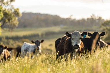 Yeşil yemyeşil çayırlarda otlayan inek sürüsü. Bir barajı, ağaçları ve otlağı olan geniş bir Avustralya Çiftliği manzarası. Kırsal Tarım ve Sürdürülebilir Arazi Yönetimi Avustralya