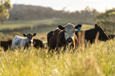 Wagyu angusu inekleri. Sağlıklı sığır sürüsü, yemyeşil otlakta otluyor. Avustralya 'da Yenilenebilir Sürdürülebilir Avustralya Tarım, Sorumlu Hayvancılık ve Doğal Çevre ilkbaharı