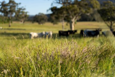 Wagyu angusu inekleri. Sağlıklı sığır sürüsü, yemyeşil otlakta otluyor. Avustralya 'da Yenilenebilir Sürdürülebilir Avustralya Tarım, Sorumlu Hayvancılık ve Doğal Çevre ilkbaharı