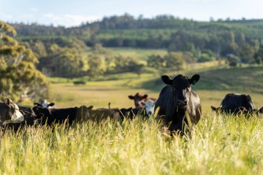 Wagyu angusu inekleri. Sağlıklı sığır sürüsü, yemyeşil otlakta otluyor. Avustralya 'da Yenilenebilir Sürdürülebilir Avustralya Tarım, Sorumlu Hayvancılık ve Doğal Çevre ilkbaharı