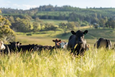 Yeşil yemyeşil çayırlarda otlayan inek sürüsü. Bir barajı, ağaçları ve otlağı olan geniş bir Avustralya Çiftliği manzarası. Kırsal Tarım ve Sürdürülebilir Arazi Yönetimi Avustralya