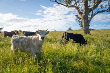 Wagyu angusu inekleri. Sağlıklı sığır sürüsü, yemyeşil otlakta otluyor. Avustralya 'da Yenilenebilir Sürdürülebilir Avustralya Tarım, Sorumlu Hayvancılık ve Doğal Çevre ilkbaharı