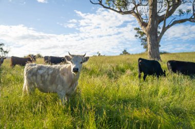 Wagyu angusu inekleri. Sağlıklı sığır sürüsü, yemyeşil otlakta otluyor. Avustralya 'da Yenilenebilir Sürdürülebilir Avustralya Tarım, Sorumlu Hayvancılık ve Doğal Çevre ilkbaharı