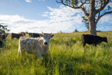 Wagyu angusu inekleri. Sağlıklı sığır sürüsü, yemyeşil otlakta otluyor. Avustralya 'da Yenilenebilir Sürdürülebilir Avustralya Tarım, Sorumlu Hayvancılık ve Doğal Çevre ilkbaharı