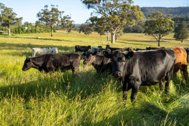 Wagyu angusu inekleri. Sağlıklı sığır sürüsü, yemyeşil otlakta otluyor. Avustralya 'da Yenilenebilir Sürdürülebilir Avustralya Tarım, Sorumlu Hayvancılık ve Doğal Çevre ilkbaharı