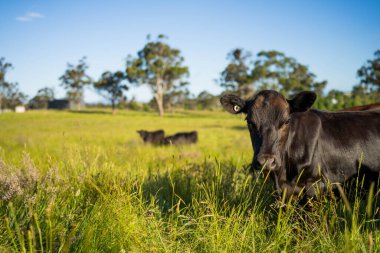 Wagyu angusu inekleri. Sağlıklı sığır sürüsü, yemyeşil otlakta otluyor. Avustralya 'da Yenilenebilir Sürdürülebilir Avustralya Tarım, Sorumlu Hayvancılık ve Doğal Çevre ilkbaharı