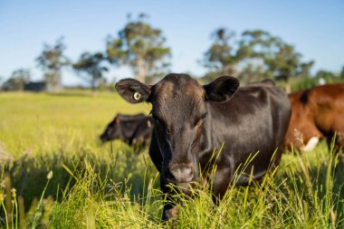 Yeşil yemyeşil çayırlarda otlayan inek sürüsü. Bir barajı, ağaçları ve otlağı olan geniş bir Avustralya Çiftliği manzarası. Kırsal Tarım ve Sürdürülebilir Arazi Yönetimi Avustralya
