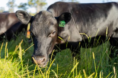 Wagyu angusu inekleri. Sağlıklı sığır sürüsü, yemyeşil otlakta otluyor. Avustralya 'da Yenilenebilir Sürdürülebilir Avustralya Tarım, Sorumlu Hayvancılık ve Doğal Çevre ilkbaharı
