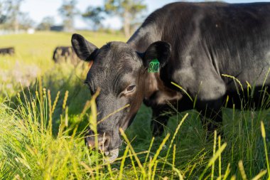 Yeşil yemyeşil çayırlarda otlayan inek sürüsü. Bir barajı, ağaçları ve otlağı olan geniş bir Avustralya Çiftliği manzarası. Kırsal Tarım ve Sürdürülebilir Arazi Yönetimi Avustralya