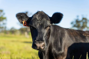 Wagyu angusu inekleri. Sağlıklı sığır sürüsü, yemyeşil otlakta otluyor. Avustralya 'da Yenilenebilir Sürdürülebilir Avustralya Tarım, Sorumlu Hayvancılık ve Doğal Çevre ilkbaharı