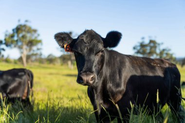 Wagyu angusu inekleri. Sağlıklı sığır sürüsü, yemyeşil otlakta otluyor. Avustralya 'da Yenilenebilir Sürdürülebilir Avustralya Tarım, Sorumlu Hayvancılık ve Doğal Çevre ilkbaharı