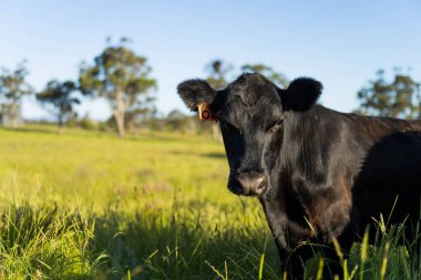 Wagyu angusu inekleri. Sağlıklı sığır sürüsü, yemyeşil otlakta otluyor. Avustralya 'da Yenilenebilir Sürdürülebilir Avustralya Tarım, Sorumlu Hayvancılık ve Doğal Çevre ilkbaharı