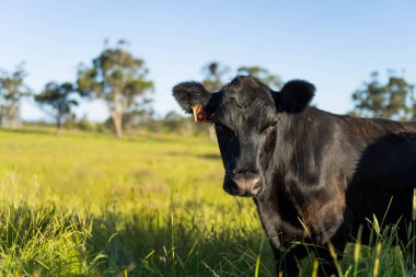 Wagyu angusu inekleri. Sağlıklı sığır sürüsü, yemyeşil otlakta otluyor. Avustralya 'da Yenilenebilir Sürdürülebilir Avustralya Tarım, Sorumlu Hayvancılık ve Doğal Çevre ilkbaharı