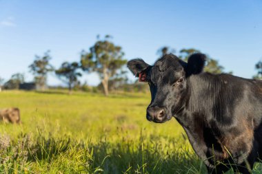 Wagyu angusu inekleri. Sağlıklı sığır sürüsü, yemyeşil otlakta otluyor. Avustralya 'da Yenilenebilir Sürdürülebilir Avustralya Tarım, Sorumlu Hayvancılık ve Doğal Çevre ilkbaharı