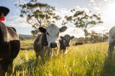 Yeşil yemyeşil çayırlarda otlayan inek sürüsü. Bir barajı, ağaçları ve otlağı olan geniş bir Avustralya Çiftliği manzarası. Kırsal Tarım ve Sürdürülebilir Arazi Yönetimi Avustralya