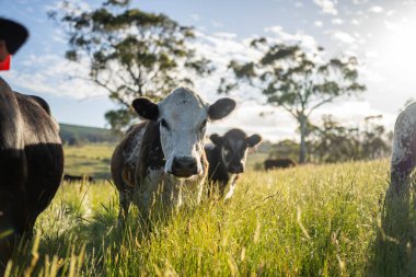Wagyu angusu inekleri. Sağlıklı sığır sürüsü, yemyeşil otlakta otluyor. Avustralya 'da Yenilenebilir Sürdürülebilir Avustralya Tarım, Sorumlu Hayvancılık ve Doğal Çevre ilkbaharı