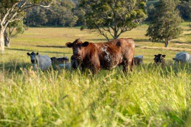 Yeşil yemyeşil çayırlarda otlayan inek sürüsü. Bir barajı, ağaçları ve otlağı olan geniş bir Avustralya Çiftliği manzarası. Kırsal Tarım ve Sürdürülebilir Arazi Yönetimi Avustralya