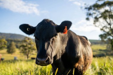Wagyu angusu inekleri. Sağlıklı sığır sürüsü, yemyeşil otlakta otluyor. Avustralya 'da Yenilenebilir Sürdürülebilir Avustralya Tarım, Sorumlu Hayvancılık ve Doğal Çevre ilkbaharı