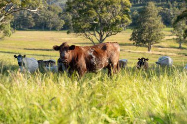 Wagyu angusu inekleri. Sağlıklı sığır sürüsü, yemyeşil otlakta otluyor. Avustralya 'da Yenilenebilir Sürdürülebilir Avustralya Tarım, Sorumlu Hayvancılık ve Doğal Çevre ilkbaharı