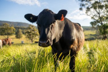 Wagyu angusu inekleri. Sağlıklı sığır sürüsü, yemyeşil otlakta otluyor. Avustralya 'da Yenilenebilir Sürdürülebilir Avustralya Tarım, Sorumlu Hayvancılık ve Doğal Çevre ilkbaharı