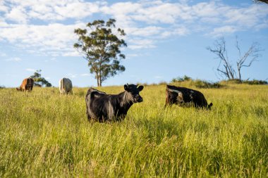 Wagyu angusu inekleri. Sağlıklı sığır sürüsü, yemyeşil otlakta otluyor. Avustralya 'da Yenilenebilir Sürdürülebilir Avustralya Tarım, Sorumlu Hayvancılık ve Doğal Çevre ilkbaharı
