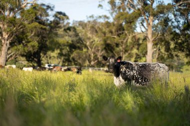 Yeşil yemyeşil çayırlarda otlayan inek sürüsü. Bir barajı, ağaçları ve otlağı olan geniş bir Avustralya Çiftliği manzarası. Kırsal Tarım ve Sürdürülebilir Arazi Yönetimi Avustralya