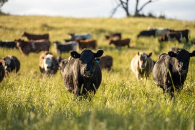 Wagyu angusu inekleri. Sağlıklı sığır sürüsü, yemyeşil otlakta otluyor. Avustralya 'da Yenilenebilir Sürdürülebilir Avustralya Tarım, Sorumlu Hayvancılık ve Doğal Çevre ilkbaharı