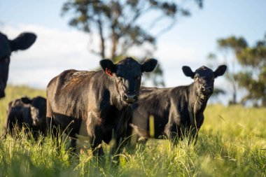 Wagyu angusu inekleri. Sağlıklı sığır sürüsü, yemyeşil otlakta otluyor. Avustralya 'da Yenilenebilir Sürdürülebilir Avustralya Tarım, Sorumlu Hayvancılık ve Doğal Çevre ilkbaharı