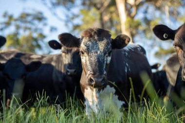 Wagyu angusu inekleri. Sağlıklı sığır sürüsü, yemyeşil otlakta otluyor. Avustralya 'da Yenilenebilir Sürdürülebilir Avustralya Tarım, Sorumlu Hayvancılık ve Doğal Çevre ilkbaharı