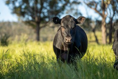 Wagyu angusu inekleri. Sağlıklı sığır sürüsü, yemyeşil otlakta otluyor. Avustralya 'da Yenilenebilir Sürdürülebilir Avustralya Tarım, Sorumlu Hayvancılık ve Doğal Çevre ilkbaharı