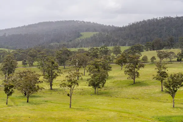 Çiklet ağacı ormanları yemyeşil çayırlarda yetişiyor. Yenilenebilir Sürdürülebilir Avustralya Tarım, Okaliptüs Ağaçlı Avustralya Manzarası Altın Çayırlık tarım arazisi