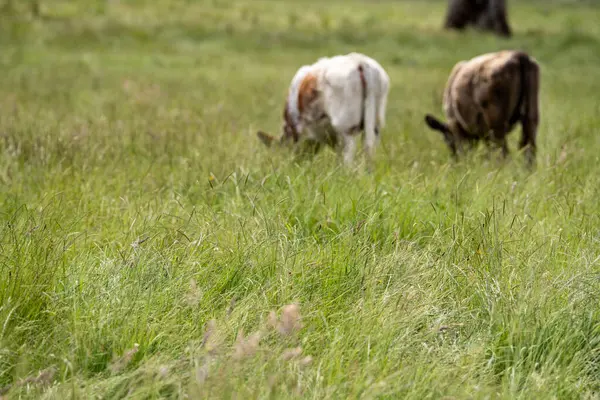 Wagyu angusu inekleri. Sağlıklı sığır sürüsü, yemyeşil otlakta otluyor. Avustralya 'da Yenilenebilir Sürdürülebilir Avustralya Tarım, Sorumlu Hayvancılık ve Doğal Çevre ilkbaharı