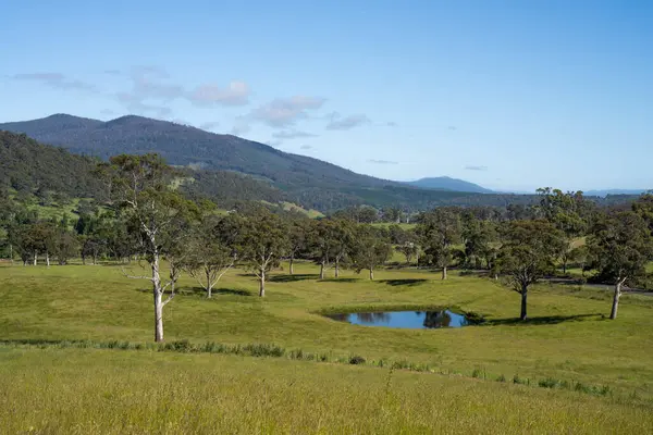 Çiklet ağacı ormanları yemyeşil çayırlarda yetişiyor. Yenilenebilir Sürdürülebilir Avustralya Tarım, Okaliptüs Ağaçlı Avustralya Manzarası Altın Çayırlık tarım arazisi