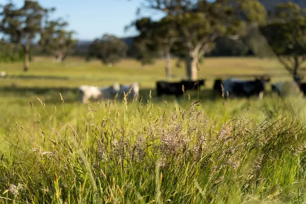 Wagyu angusu inekleri. Sağlıklı sığır sürüsü, yemyeşil otlakta otluyor. Avustralya 'da Yenilenebilir Sürdürülebilir Avustralya Tarım, Sorumlu Hayvancılık ve Doğal Çevre ilkbaharı