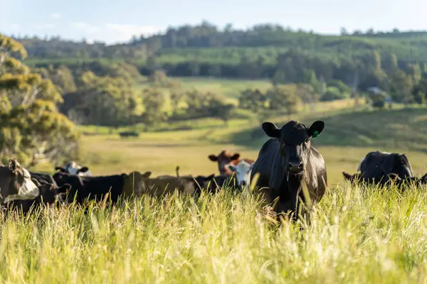 Wagyu angusu inekleri. Sağlıklı sığır sürüsü, yemyeşil otlakta otluyor. Avustralya 'da Yenilenebilir Sürdürülebilir Avustralya Tarım, Sorumlu Hayvancılık ve Doğal Çevre ilkbaharı
